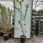 Okrasná jabloň (Malus) ´RED SENTINEL´ - výška 125-150 cm, kont. C15L - VIACKMENNÁ